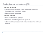 Endoplasmic reticulum (ER)