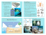 Coral Facts - Basic Reef Structure Coral Bleaching
