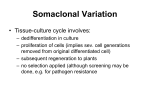 Somaclonal Variation