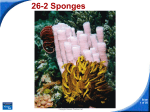 26-2 Sponges - Construction