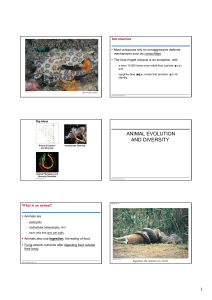 ANIMAL EVOLUTION AND DIVERSITY