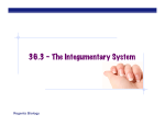 36.3 – The Integumentary System