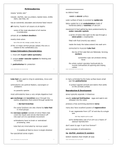Echinoderms - Austin Community College