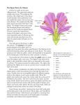 The Basic Parts of a Flower A flower is made up of many different