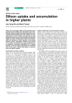 Silicon uptake and accumulation in higher plants