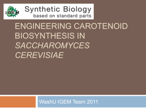 Expressing the carotenoid biosynthesis pathway in