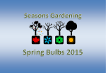 Tulip - Seasons Gardening