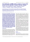 The distribution of SMN protein complex in human fetal tissues and