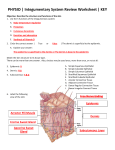 PHYSIO | Integumentary System Review Worksheet