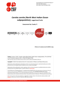 Caretta caretta (North West Indian Ocean