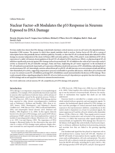 Nuclear Factor-κB Modulates the p53 Response in Neurons