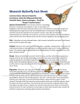 Monarch Butterfly Fact Sheet - Mid