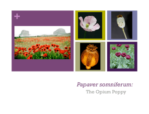 Papaver somniferum: