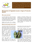 Management of Vegetable Insects in Organic Production System