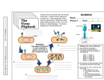 Virus Flipbook