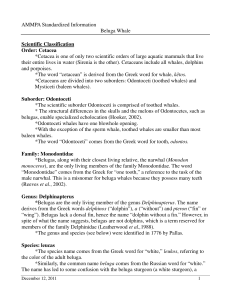 the Beluga Whale Fact Sheet in PDF format