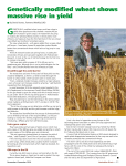 Promising trials of GM wheat