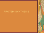 05. Protein synthesis