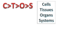 5. Stem Cells