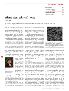 Where stem cells call home