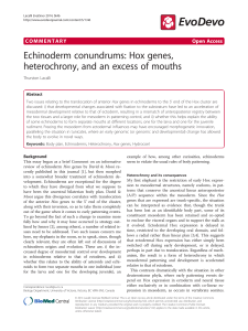 Echinoderm conundrums: Hox genes, heterochrony, and an excess