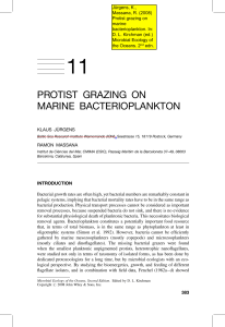 protist grazing on marine bacterioplankton