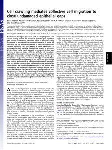 Cell crawling mediates collective cell migration to