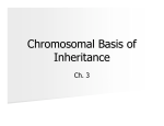 Chromosomal Basis of Inheritance