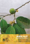 Maya Nut - Yucatan Adventure