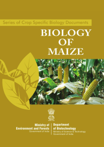 3. maize - dbtbiosafety.nic.in