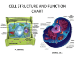 cell structure and function chart