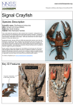 Signal Crayfish - GB non-native species secretariat