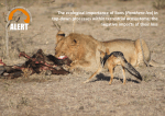 The ecological importance of lions (Panthera leo)
