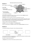 Plant Revision Sheet