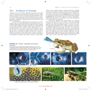 28.1 Evolution of Animals