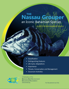 Nassau Grouper - Bahamas Reef Environment Educational