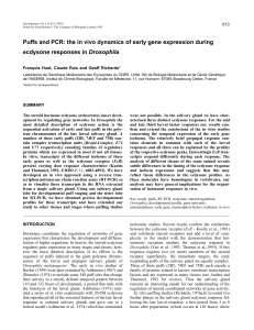 Puffs and PCR: the in vivo dynamics of early gene