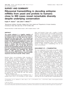 Ribosomal frameshifting in decoding antizyme mRNAs from yeast