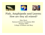 Fish, Amphipods and Leaves: How are they related