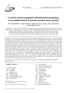 Cerebral cortical hypoplasia with abnormal morphology of pyramidal
