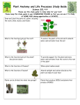 Plant Anatomy and Life Processes Study Guide