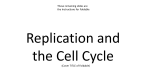 Replication and the Cell Cycle
