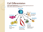2014 Cell Differentiation notes