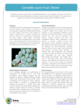 Candida auris Fact Sheet