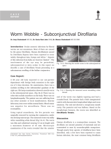 Worm Wobble - Subconjunctival Dirofilaria