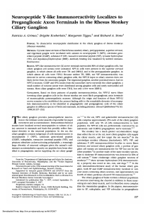 Neuropeptide Y-like immunoreactivity localizes to