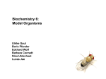 Biochemistry 6: Model Organisms