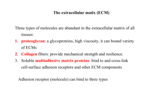 The extracellular matix (ECM) Three types of molecules are