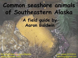 Common Seashore Animals of Southeast Alaska