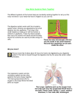 How Body Systems Work Together